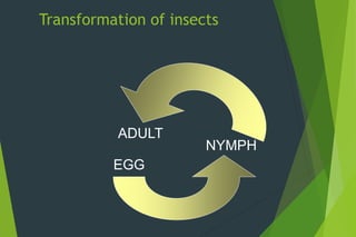 EGG
NYMPH
ADULT
Transformation of insects
 