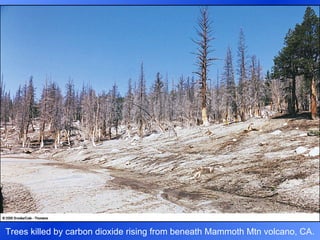 Trees killed by carbon dioxide rising from beneath Mammoth Mtn volcano, CA. 