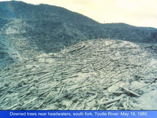 Downed trees near headwaters, south fork, Toutle River: May 19, 1980. 