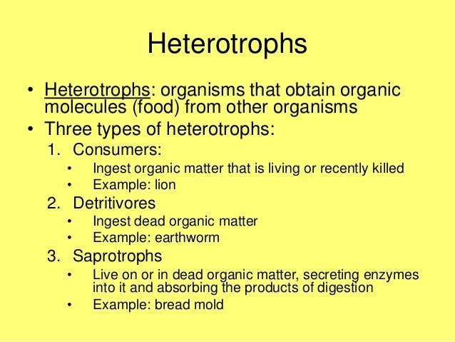 Topic 5: Ecology and Evolution digestion flow diagram 