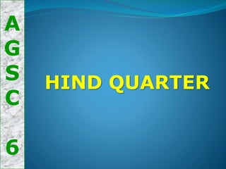 A
G
S
C
6
HIND QUARTER
 