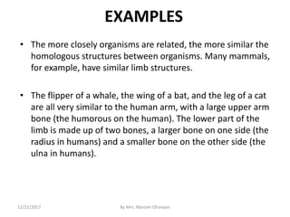 EXAMPLES
• The more closely organisms are related, the more similar the
homologous structures between organisms. Many mammals,
for example, have similar limb structures.
• The flipper of a whale, the wing of a bat, and the leg of a cat
are all very similar to the human arm, with a large upper arm
bone (the humorous on the human). The lower part of the
limb is made up of two bones, a larger bone on one side (the
radius in humans) and a smaller bone on the other side (the
ulna in humans).
12/21/2017 By Mrs. Mariam Ohanyan
 