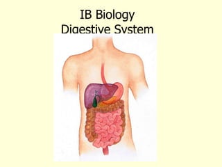 IB Biology Digestive System 
