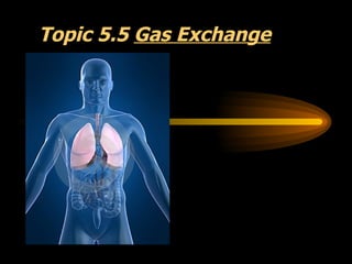 Topic 5.5  Gas Exchange 