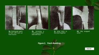Comprehensive Guide to Vegetative Propagation: Budding, Grafting, and ...