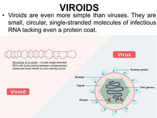Topic 5 subviral pathogens | PPT