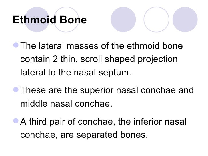 Topic 5 bone of skull neck
