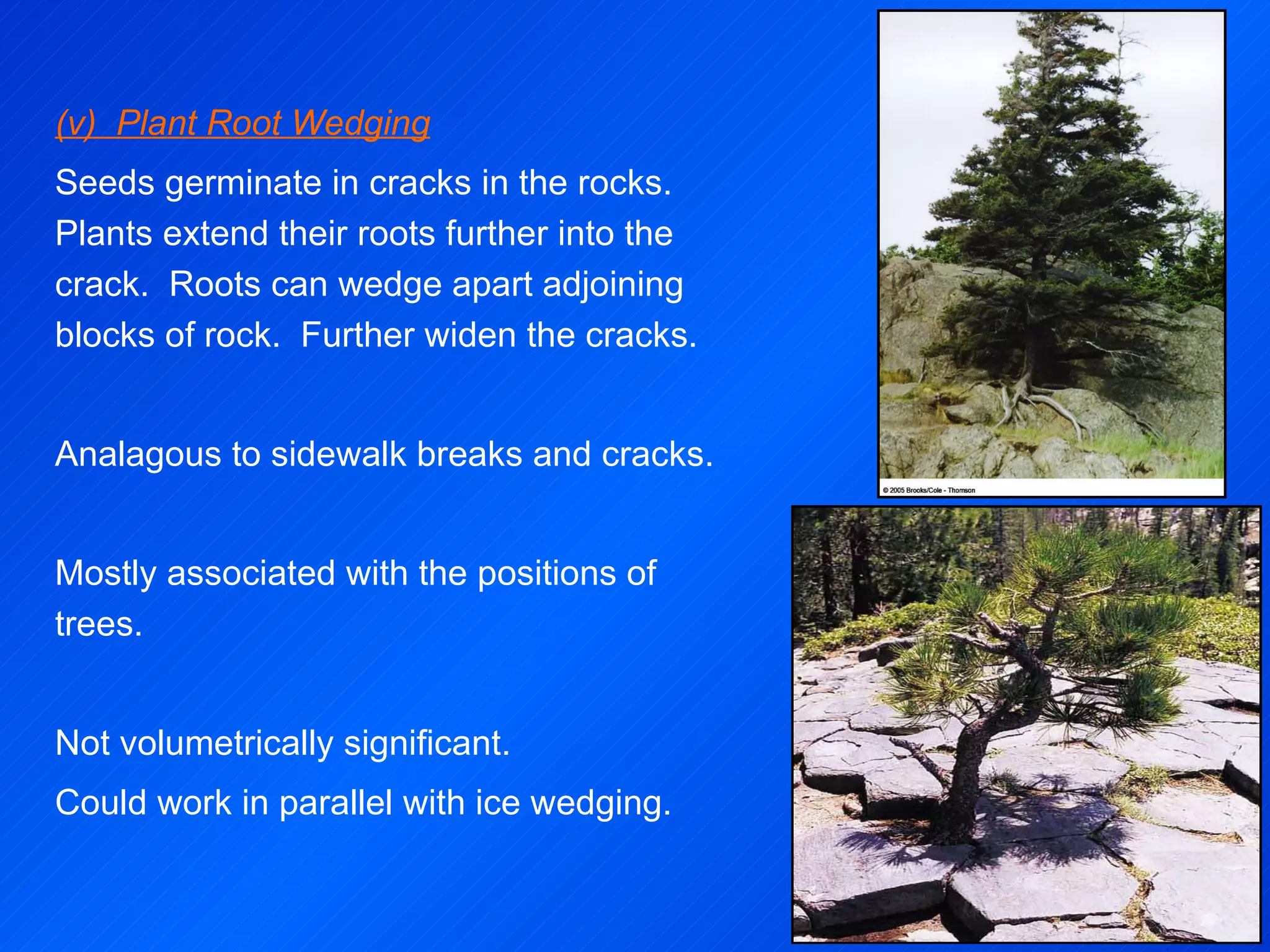 (v)  Plant Root Wedging Seeds germinate in cracks in the rocks.  Plants extend their roots further into the crack.  Roots can wedge apart adjoining blocks of rock.  Further widen the cracks.   Analagous to sidewalk breaks and cracks. Mostly associated with the positions of trees.   Not volumetrically significant. Could work in parallel with ice wedging. 