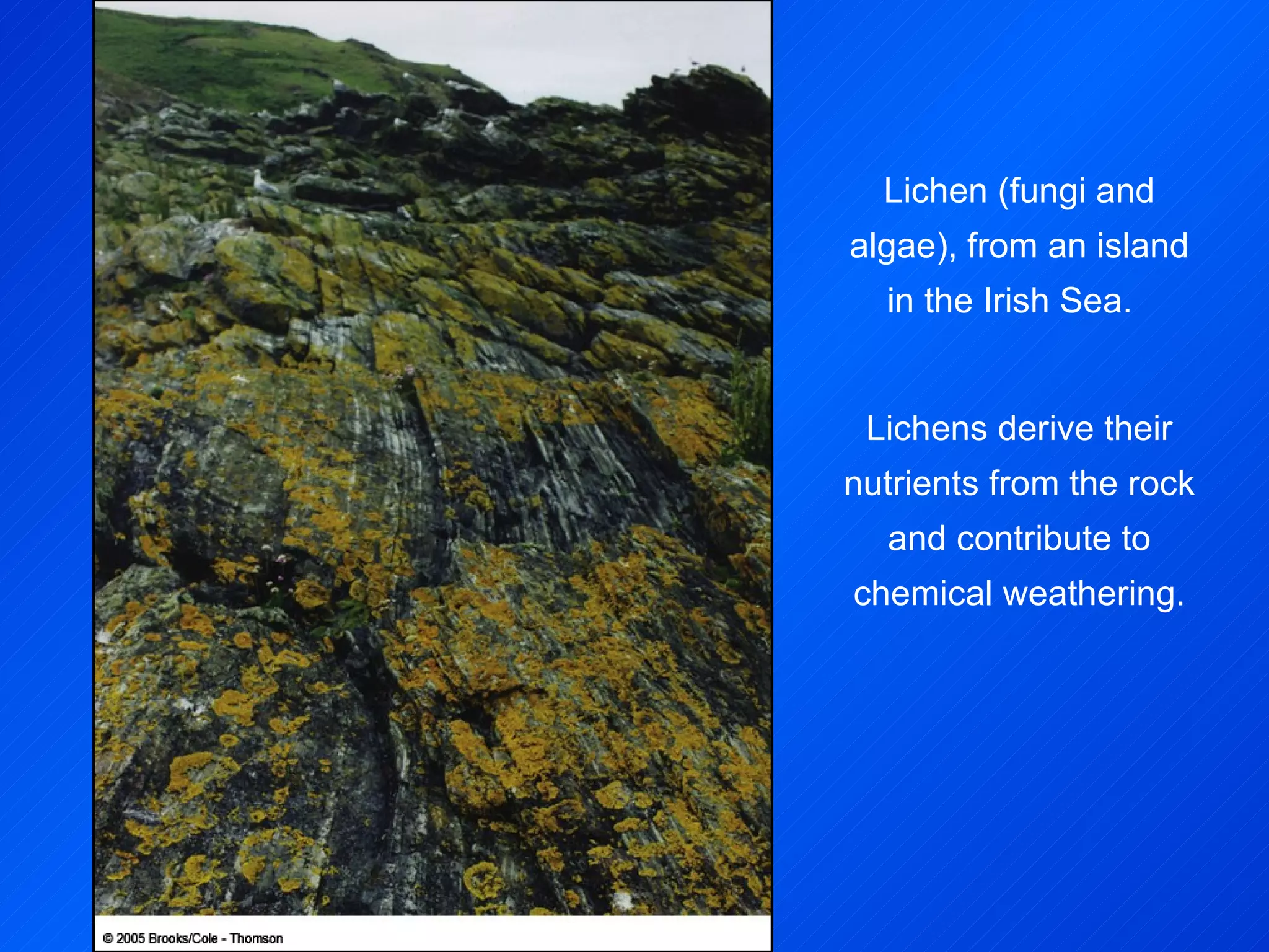 Lichen (fungi and algae), from an island in the Irish Sea.  Lichens derive their nutrients from the rock and contribute to chemical weathering. 