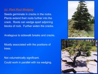 Topic 5 weathering and sediments1 | PPT