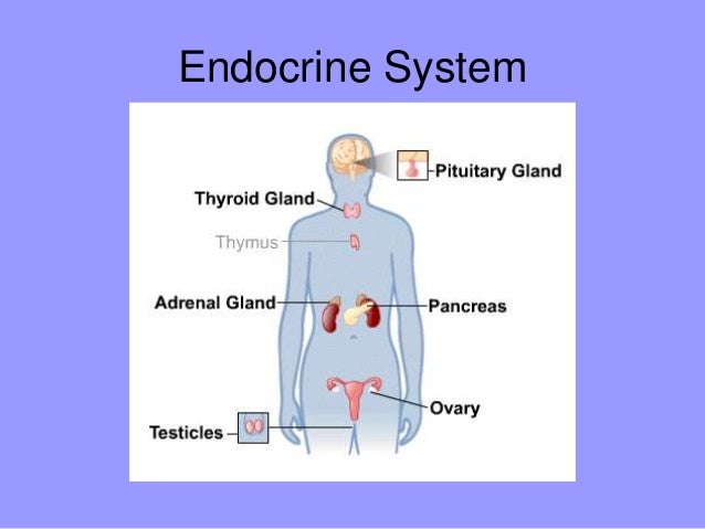 Topic 6: Human Health and Physiology
