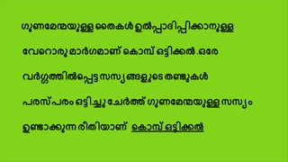 ുണദമന്മയുള്ള തര ൾഉൽപ്പൊേിപ്പിക്കൊനുള്ള
ദവകറൊരു മൊർ മൊണ് ക ൊമ്പ് ഒട്ടിക്കൽ .ഒദര
വർഗ്ഗത്തിൽകപ്പട്ടസസയങ്ങളുകെ രണ്ടു ൾ
പരസ്പരം ഒട്ടിച്ചു ദേർത്ത് ുണദമന്മയുള്ള സസയം
ഉണ്ടൊക്കുന്ന രീരിയൊണ് ക ൊമ്പ് ഒട്ടിക്കൽ
 