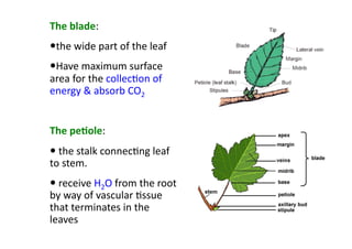 Topic 6 Plant Structure | PDF