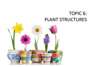 TOPIC	
  6:	
  
PLANT	
  STRUCTURES	
  
 