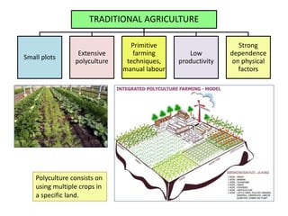 TRADITIONAL AGRICULTURE
Small plots
Extensive
polyculture
Primitive
farming
techniques,
manual labour
Low
productivity
Strong
dependence
on physical
factors
Polyculture consists on
using multiple crops in
a specific land.
 