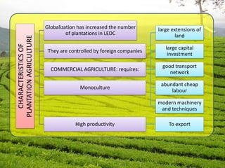 CHARACTERISTICSOF
PLANTATIONAGRICULTURE Globalization has increased the number
of plantations in LEDC
They are controlled by foreign companies
COMMERCIAL AGRICULTURE: requires:
large extensions of
land
large capital
investment
good transport
network
abundant cheap
labour
modern machinery
and techniques
Monoculture
High productivity To export
 