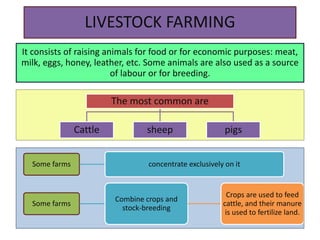 LIVESTOCK FARMING
It consists of raising animals for food or for economic purposes: meat,
milk, eggs, honey, leather, etc. Some animals are also used as a source
of labour or for breeding.
The most common are
Cattle sheep pigs
Some farms concentrate exclusively on it
Some farms
Combine crops and
stock-breeding
Crops are used to feed
cattle, and their manure
is used to fertilize land.
 