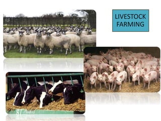 LIVESTOCK
FARMING
 