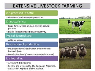 EXTENSIVE LIVESTOCK FARMING
it is practised in both:
• developed and developing countries.
Characteristics:
• Large farms where animals graze in natural
pastures
• Scarce investment and low productivity
Typical livestock are:
• cattle or sheep
Destination of production
• Developed countries: market or commercial
livestock (sale)
• Developing: family´s consumption (subsistence)
It is found in:
• Areas with big pastures
• Central and western US, The Pampa of Argentina,
Australia or Republic of South Africa.
 