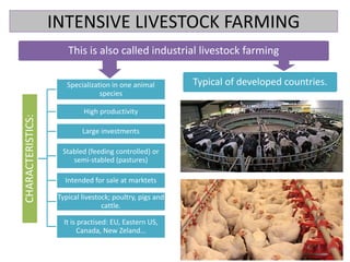 INTENSIVE LIVESTOCK FARMING
This is also called industrial livestock farming
Typical of developed countries.
CHARACTERISTICS:
Specialization in one animal
species
High productivity
Large investments
Stabled (feeding controlled) or
semi-stabled (pastures)
Intended for sale at marktets
Typical livestock; poultry, pigs and
cattle.
It is practised: EU, Eastern US,
Canada, New Zeland…
 