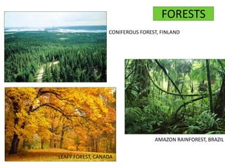 FORESTS
CONIFEROUS FOREST, FINLAND
LEAFY FOREST, CANADA
AMAZON RAINFOREST, BRAZIL
 