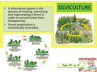 SILVICULTURE• A silvicultural system is the
process of tending, harvesting
and regenerating a forest in
order to prevent trees from
disappearing.
• Forest exploitation is
scientifically controlled.
Page 75. ex 1f
 