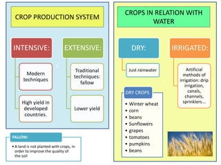c
c
CROP PRODUCTION SYSTEM
INTENSIVE:
Modern
techniques
High yield in
developed
countries.
EXTENSIVE:
Traditional
techniques:
fallow
Lower yield
•A land is not planted with crops, in
order to improve the quality of
the soil
FALLOW:
CROPS IN RELATION WITH
WATER
DRY:
Just rainwater
IRRIGATED:
Artificial
methods of
irrigation: drip
irrigation,
canals,
channels,
sprinklers...• Winter wheat
• corn
• beans
• Sunflowers
• grapes
• tomatoes
• pumpkins
• beans
DRY CROPS
 