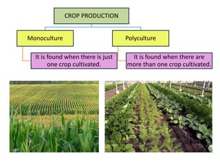 CROP PRODUCTION
Monoculture
It is found when there is just
one crop cultivated.
Polyculture
It is found when there are
more than one crop cultivated.
 