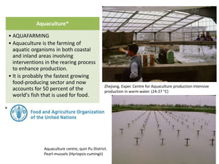 Aquaculture*
• AQUAFARMING
• Aquaculture is the farming of
aquatic organisms in both coastal
and inland areas involving
interventions in the rearing process
to enhance production.
• It is probably the fastest growing
food-producing sector and now
accounts for 50 percent of the
world's fish that is used for food.
*
Zhejiang, Exper. Centre for Aquaculture production Intensive
production in warm water. (24-27 °C)
Aquaculture centre, quin Pu District.
Pearl-mussels (Hyriopsis cumingii)
 
