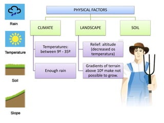 PHYSICAL FACTORS
CLIMATE
Temperatures:
between 9º - 35º
Enough rain
LANDSCAPE
Relief: altitude
(decreased os
temperatura)
Gradients of terrain
above 10º make not
possible to grow.
SOIL
 