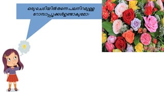 ഒരുചെടിയിൽതചെപലനിറമുള്ള
ററോസോപ്പൂക്കൾഉണ്ടോകുറമോ?
 