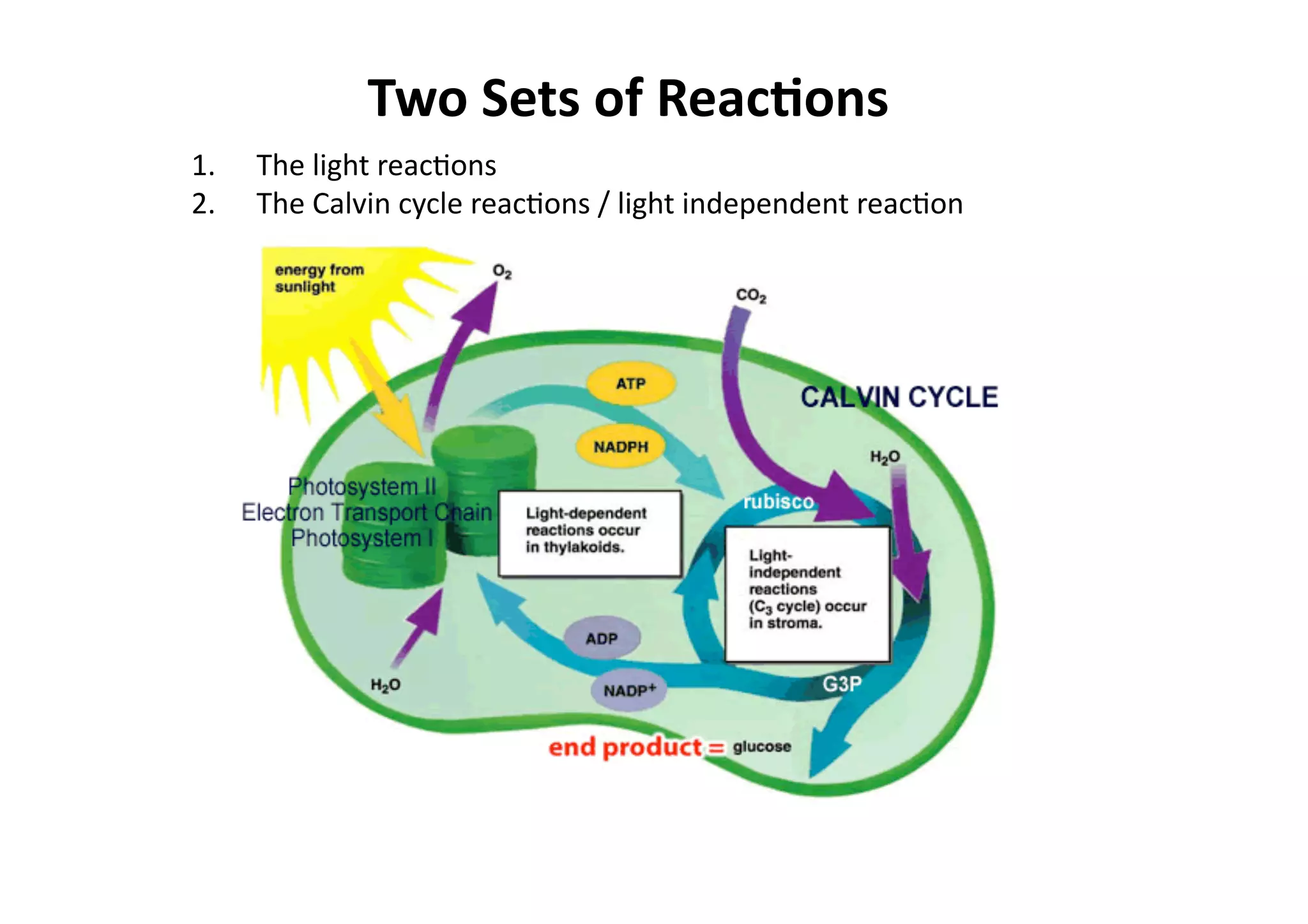 Two	
  Sets	
  of	
  Reac>ons	
  
1.  The	
  light	
  reacHons	
  
2.  The	
  Calvin	
  cycle	
  reacHons	
  /	
  light	
  independent	
  reacHon	
  
 