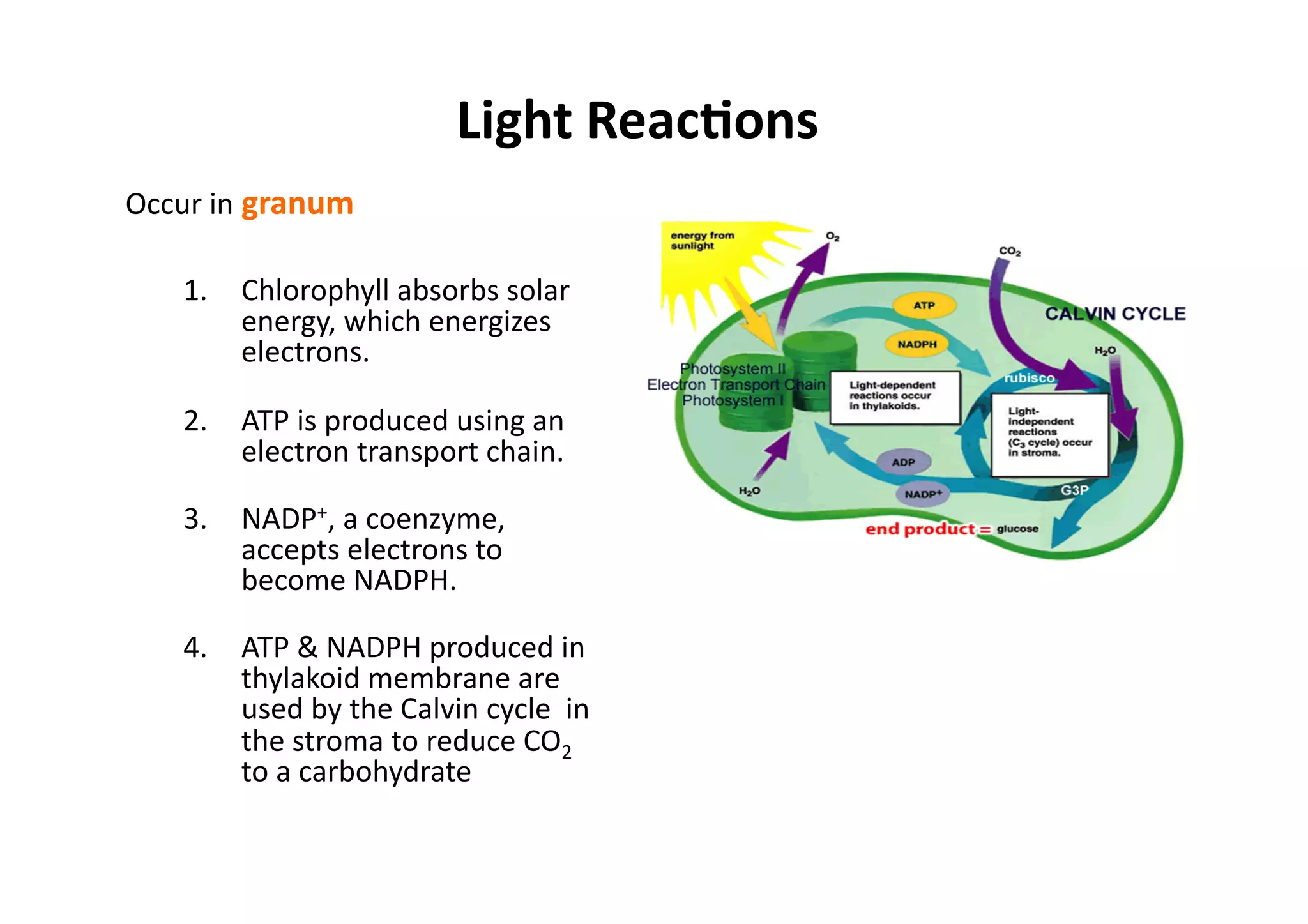 Light	
  Reac>ons	
  
Occur	
  in	
  granum	
  	
  
1.  Chlorophyll	
  absorbs	
  solar	
  
energy,	
  which	
  energizes	
  
electrons.	
  
2.  ATP	
  is	
  produced	
  using	
  an	
  
electron	
  transport	
  chain.	
  
3.  NADP+,	
  a	
  coenzyme,	
  
accepts	
  electrons	
  to	
  
become	
  NADPH.	
  
4.  ATP	
  &	
  NADPH	
  produced	
  in	
  
thylakoid	
  membrane	
  are	
  
used	
  by	
  the	
  Calvin	
  cycle	
  	
  in	
  
the	
  stroma	
  to	
  reduce	
  CO2	
  
to	
  a	
  carbohydrate	
  
 