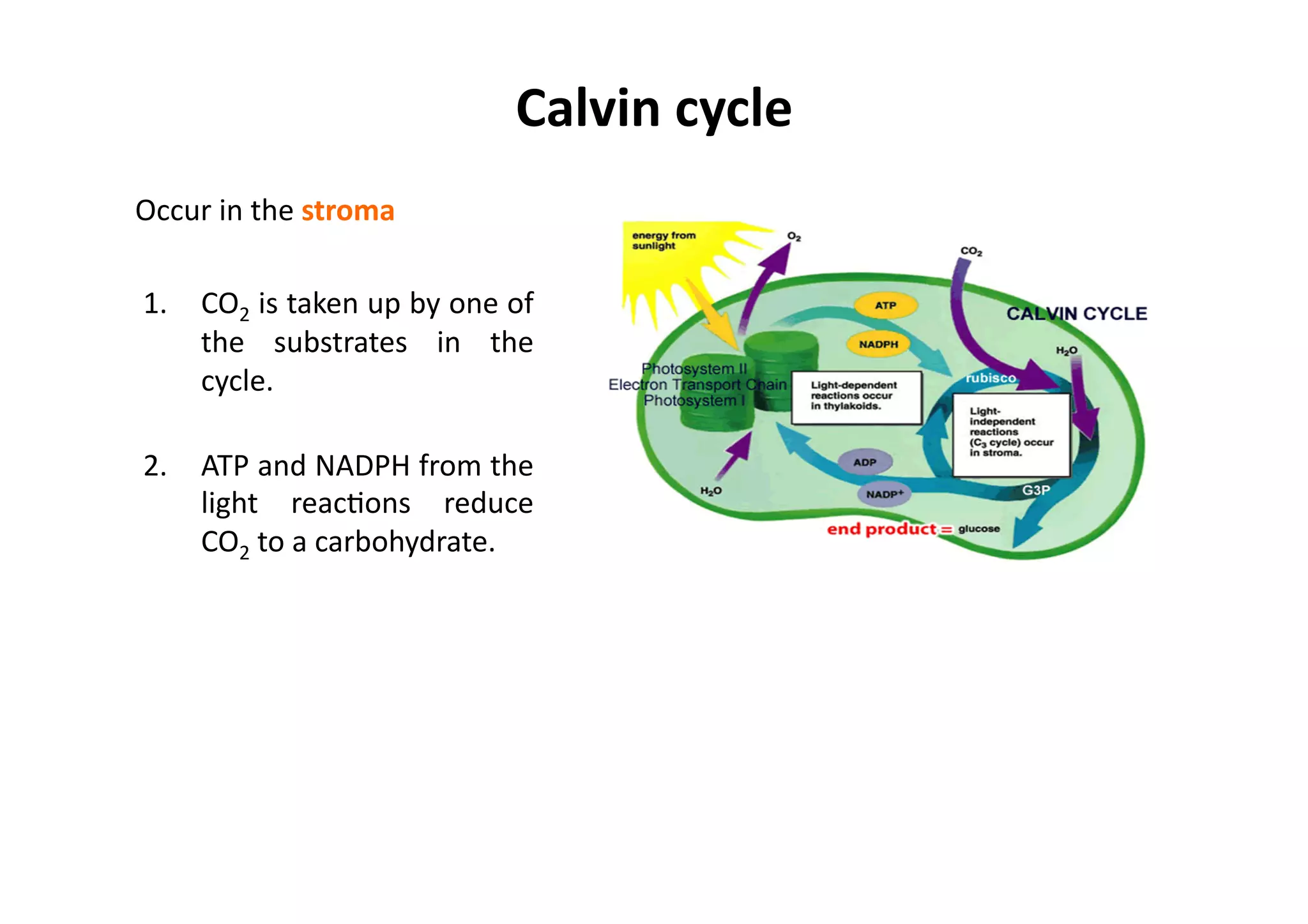 Calvin	
  cycle	
  
Occur	
  in	
  the	
  stroma	
  
1.  CO2	
  is	
  taken	
  up	
  by	
  one	
  of	
  
the	
   substrates	
   in	
   the	
  
cycle.	
  	
  	
  
2.  ATP	
  and	
  NADPH	
  from	
  the	
  
light	
   reacHons	
   reduce	
  
CO2	
  to	
  a	
  carbohydrate.	
  	
  	
  
 