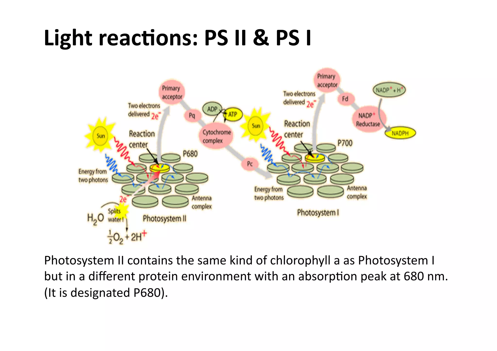 Photosystem	
  II	
  contains	
  the	
  same	
  kind	
  of	
  chlorophyll	
  a	
  as	
  Photosystem	
  I	
  
but	
  in	
  a	
  diﬀerent	
  protein	
  environment	
  with	
  an	
  absorpHon	
  peak	
  at	
  680	
  nm.	
  
(It	
  is	
  designated	
  P680).	
  
Light	
  reac>ons:	
  PS	
  II	
  &	
  PS	
  I	
  
 