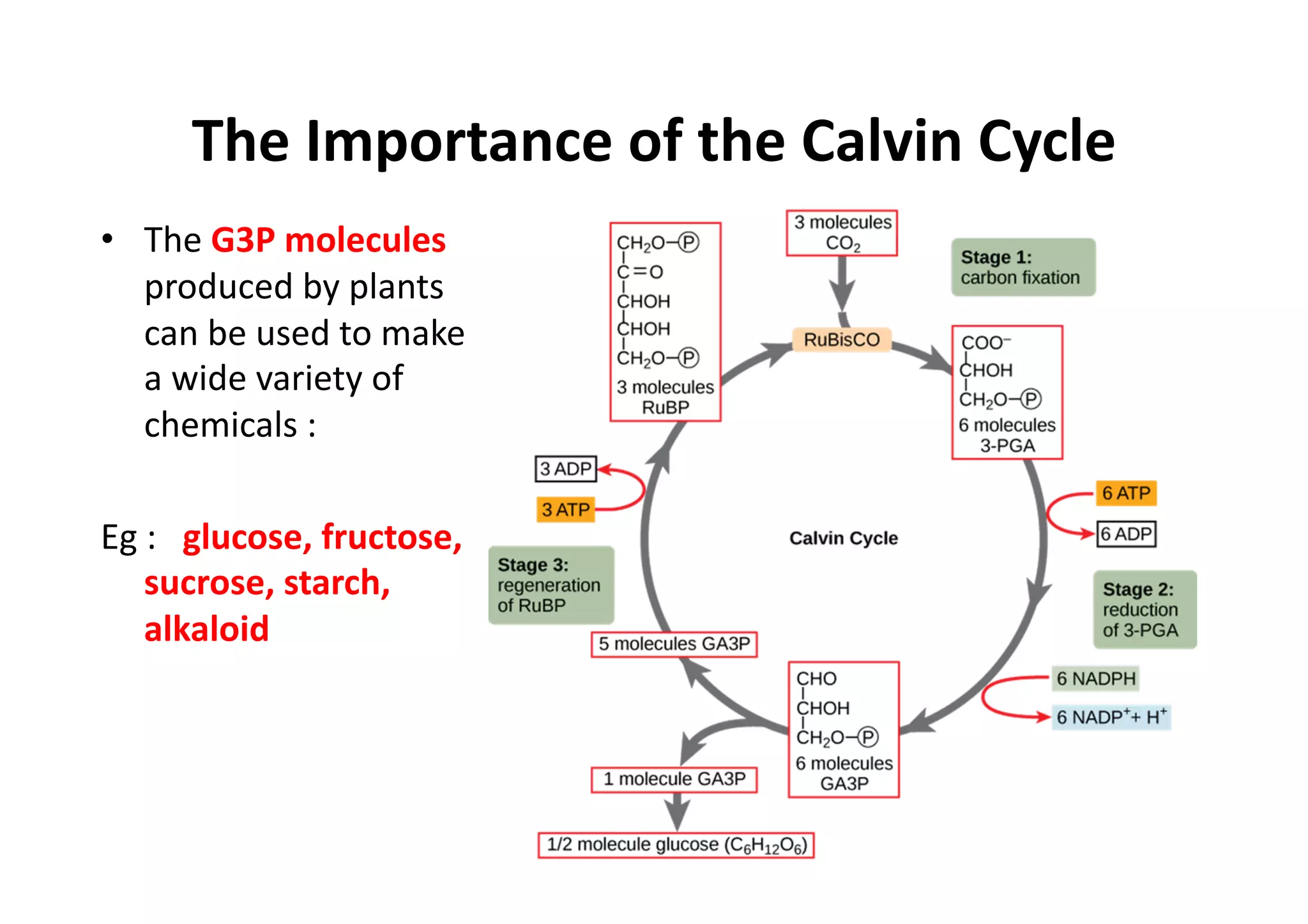 The	
  Importance	
  of	
  the	
  Calvin	
  Cycle	
  
•  The	
  G3P	
  molecules	
  
produced	
  by	
  plants	
  
can	
  be	
  used	
  to	
  make	
  
a	
  wide	
  variety	
  of	
  
chemicals	
  :	
  
Eg	
  :	
  	
  	
  glucose,	
  fructose,	
  
sucrose,	
  starch,	
  
alkaloid	
  
 