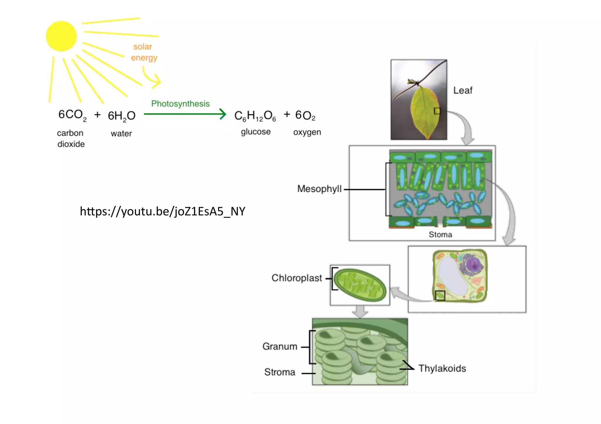 h0ps://youtu.be/joZ1EsA5_NY	
  
 