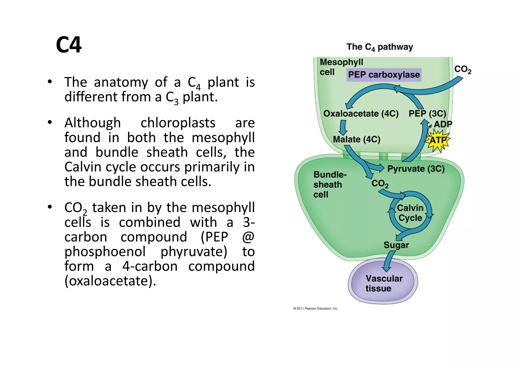 •  The	
   anatomy	
   of	
   a	
   C4	
   plant	
   is	
  
diﬀerent	
  from	
  a	
  C3	
  plant.	
  	
  	
  
•  Although	
   chloroplasts	
   are	
  
found	
   in	
   both	
   the	
   mesophyll	
  
and	
   bundle	
   sheath	
   cells,	
   the	
  
Calvin	
  cycle	
  occurs	
  primarily	
  in	
  
the	
  bundle	
  sheath	
  cells.	
  
•  CO2	
  taken	
  in	
  by	
  the	
  mesophyll	
  
cells	
   is	
   combined	
   with	
   a	
   3-­‐
carbon	
   compound	
   (PEP	
   @	
  
phosphoenol	
   phyruvate)	
   to	
  
form	
   a	
   4-­‐carbon	
   compound	
  
(oxaloacetate).	
  	
  	
  
C4	
  
 