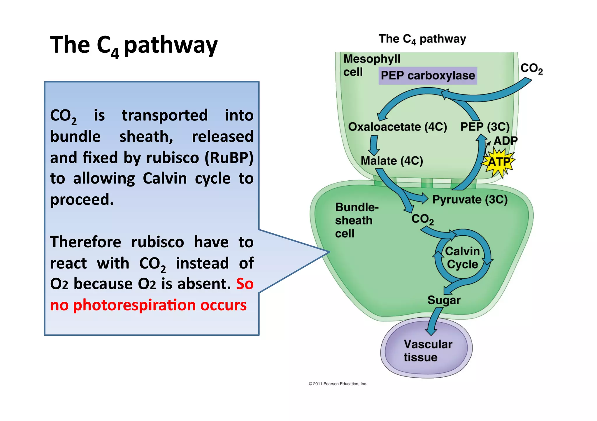 The	
  C4	
  pathway	
  
CO2	
   is	
   transported	
   into	
  
bundle	
   sheath,	
   released	
  
and	
  ﬁxed	
  by	
  rubisco	
  (RuBP)	
  
to	
   allowing	
   Calvin	
   cycle	
   to	
  
proceed.	
  
Therefore	
   rubisco	
   have	
   to	
  
react	
   with	
   CO2	
   instead	
   of	
  
O2	
  because	
  O2	
  is	
  absent.	
  So	
  
no	
  photorespira>on	
  occurs	
  
 