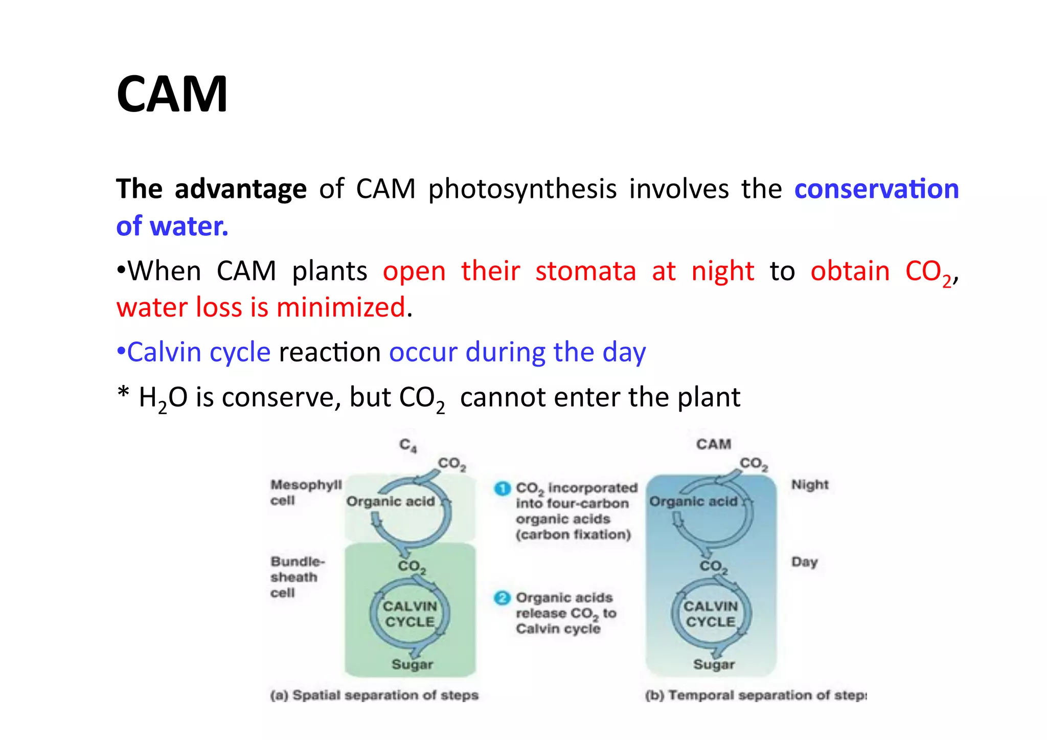 The	
  advantage	
  of	
  CAM	
  photosynthesis	
  involves	
  the	
  conserva>on	
  
of	
  water.	
  
• When	
   CAM	
   plants	
   open	
   their	
   stomata	
   at	
   night	
   to	
   obtain	
   CO2,	
  
water	
  loss	
  is	
  minimized.	
  	
  
• Calvin	
  cycle	
  reacHon	
  occur	
  during	
  the	
  day	
  	
  
*	
  H2O	
  is	
  conserve,	
  but	
  CO2	
  	
  cannot	
  enter	
  the	
  plant	
  
CAM	
  
 
