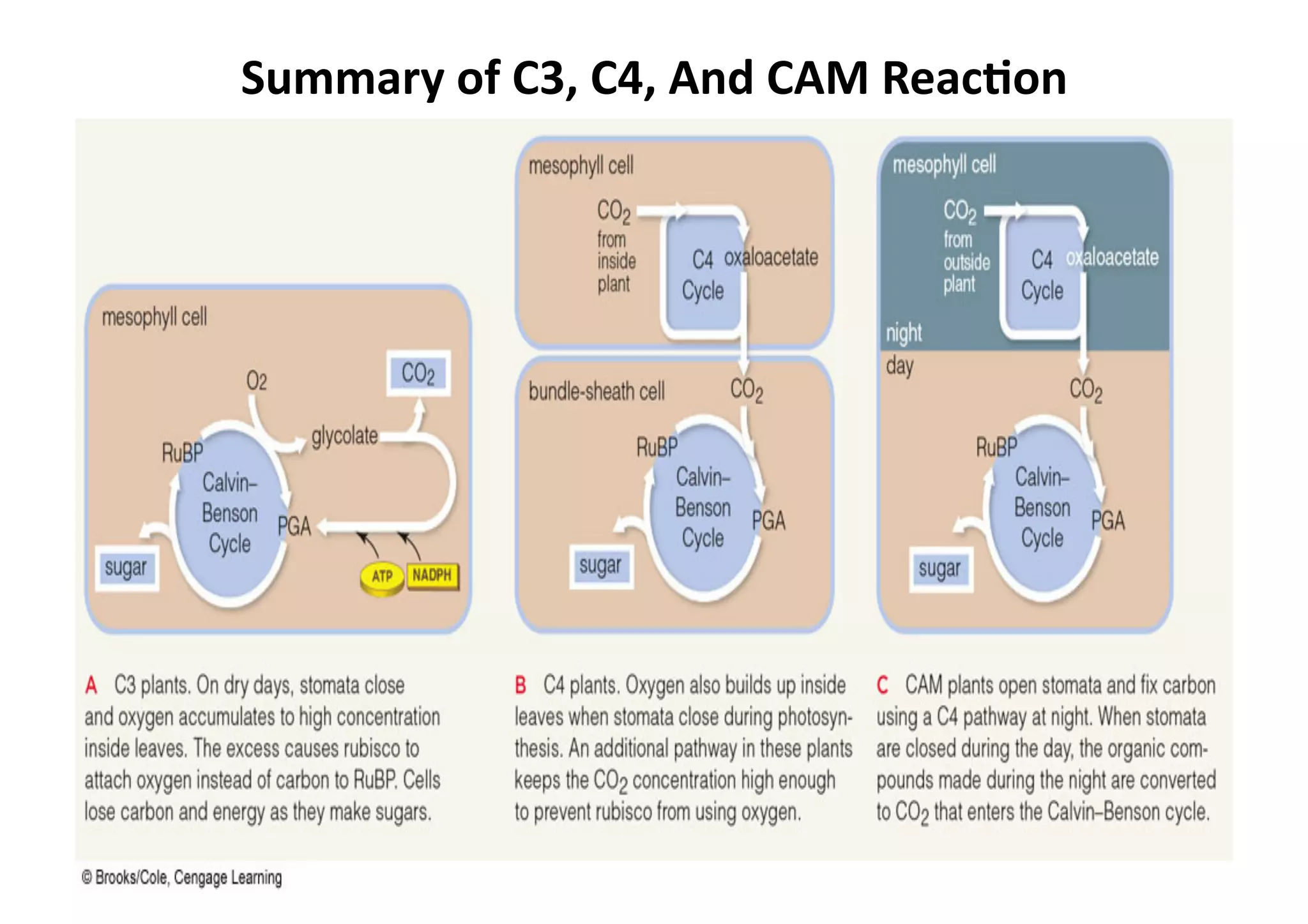 Summary	
  of	
  C3,	
  C4,	
  And	
  CAM	
  Reac>on	
  
 