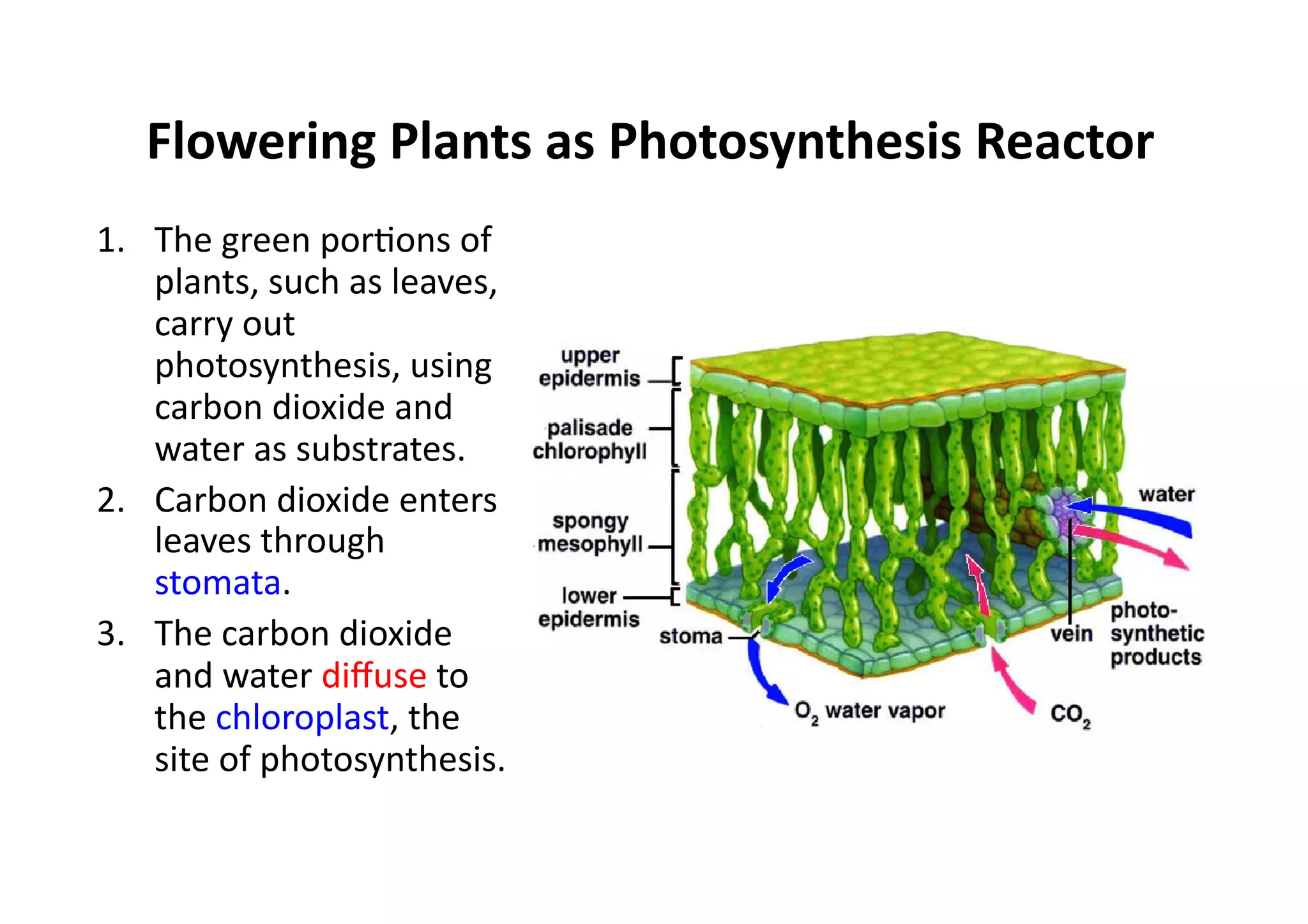 Flowering	
  Plants	
  as	
  Photosynthesis	
  Reactor	
  
1.  The	
  green	
  porHons	
  of	
  
plants,	
  such	
  as	
  leaves,	
  
carry	
  out	
  
photosynthesis,	
  using	
  
carbon	
  dioxide	
  and	
  
water	
  as	
  substrates.	
  
2.  Carbon	
  dioxide	
  enters	
  
leaves	
  through	
  
stomata.	
  
3.  The	
  carbon	
  dioxide	
  
and	
  water	
  diﬀuse	
  to	
  
the	
  chloroplast,	
  the	
  
site	
  of	
  photosynthesis.	
  	
  	
  
 