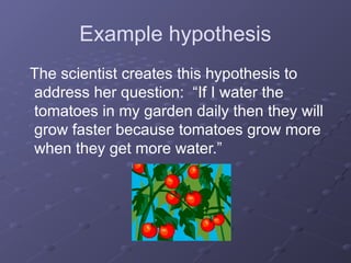 Example hypothesis
The scientist creates this hypothesis to
address her question: “If I water the
tomatoes in my garden daily then they will
grow faster because tomatoes grow more
when they get more water.”
 