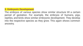 3. Embryonic Development
The embryos of various species show similar structure till a certain
period of gestation. For example, the embryos of humans, pigs,
reptiles, and birds show similar embryonic development. They develop
into the respective species as they grow. This again shows common
ancestry.
 