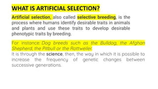 Artiﬁcial selection, also called selective breeding, is the
process where humans identify desirable traits in animals
and plants and use these traits to develop desirable
phenotypic traits by breeding.
WHAT IS ARTIFICIAL SELECTION?
For instance: Dog breeds such as the Bulldog, the Afghan
Shepherd, the Pitbull or the Rottweiler.
It is through the science, then, the way in which it is possible to
increase the frequency of genetic changes between
successive generations.
 