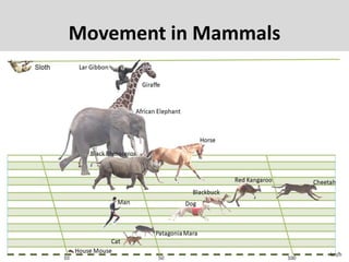 Movement in Mammals
 