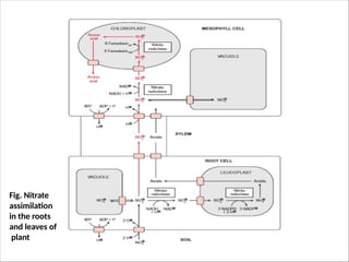 Nitrogen fixation and nitrogen assimilation | PPTX