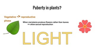 Puberty in plants?
Vegetative -> reproductive
phase
When meristems produce flowers rather than leaves
=> allow sexual reproduction
 