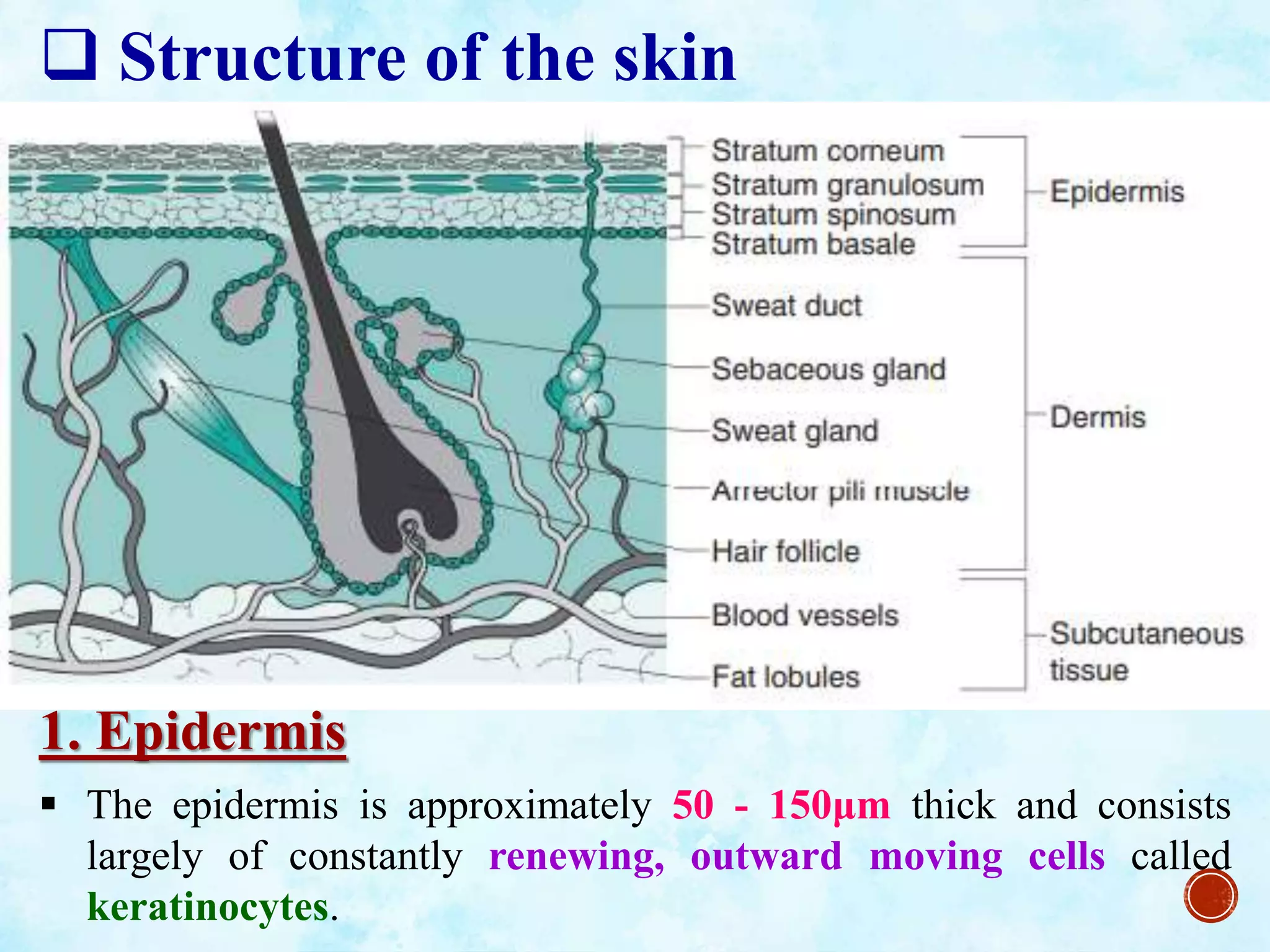 Rectisol Absorption System Topical and Rectal absorption of drugs, formulation and evaluation.pptx