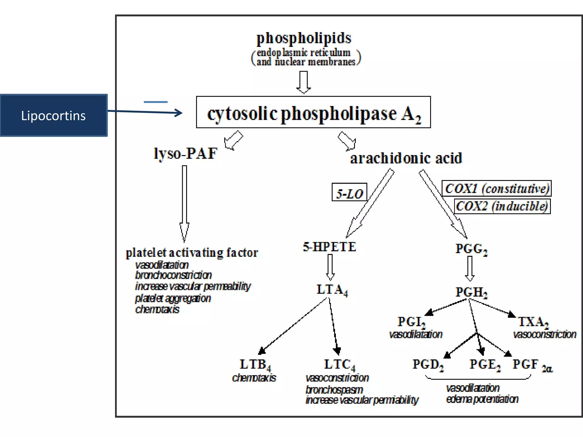 Lipocortins
 